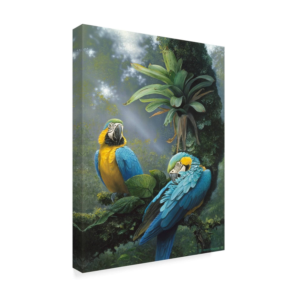 Blue and Yellow Macaw V700387