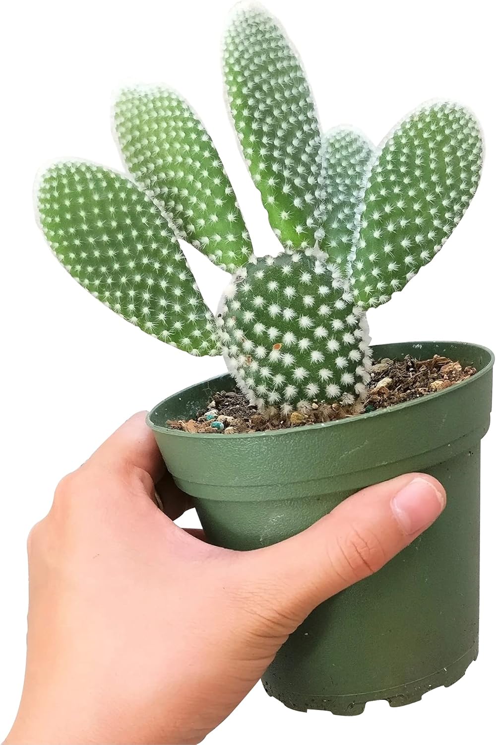 Unique Collection of Live Cactus Plants, Angel Wing Cactus Opuntia Microdasys (4 inch) C39841