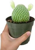 Unique Collection of Live Cactus Plants, Angel Wing Cactus Opuntia Microdasys (4 inch) C39841